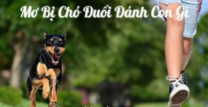 Mơ bị chó đuổi có điềm báo gì? Ngủ mơ bị chó dí đuổi đánh con gì?