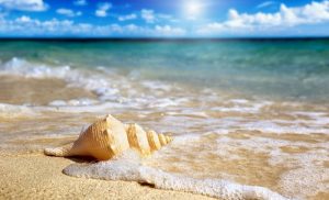 Mơ thấy biển đánh con gì?